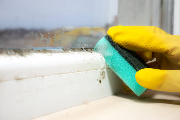 Best Local Mold Removal Service  in Sidney, OH