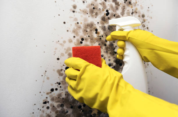 Best Attic Mold Removal  in Sidney, OH