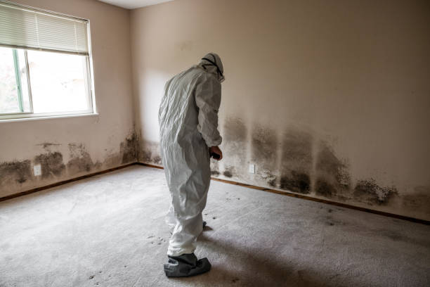 Best Mold Damage Repair  in Sidney, OH