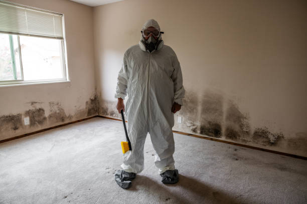 Attic Mold Removal in Sidney, OH