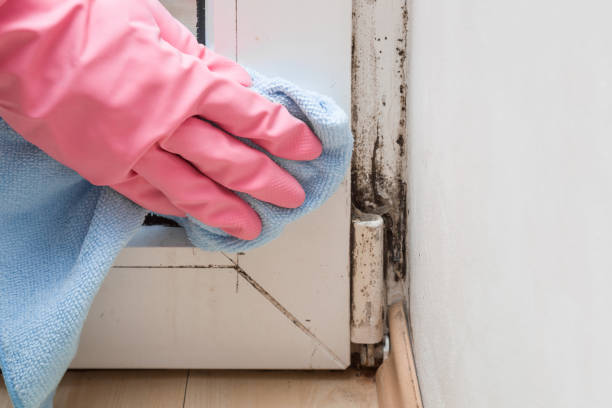 Best Toxic Mold Removal  in Sidney, OH