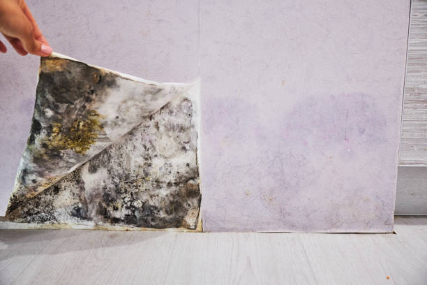 Best Commercial Mold Removal  in Sidney, OH